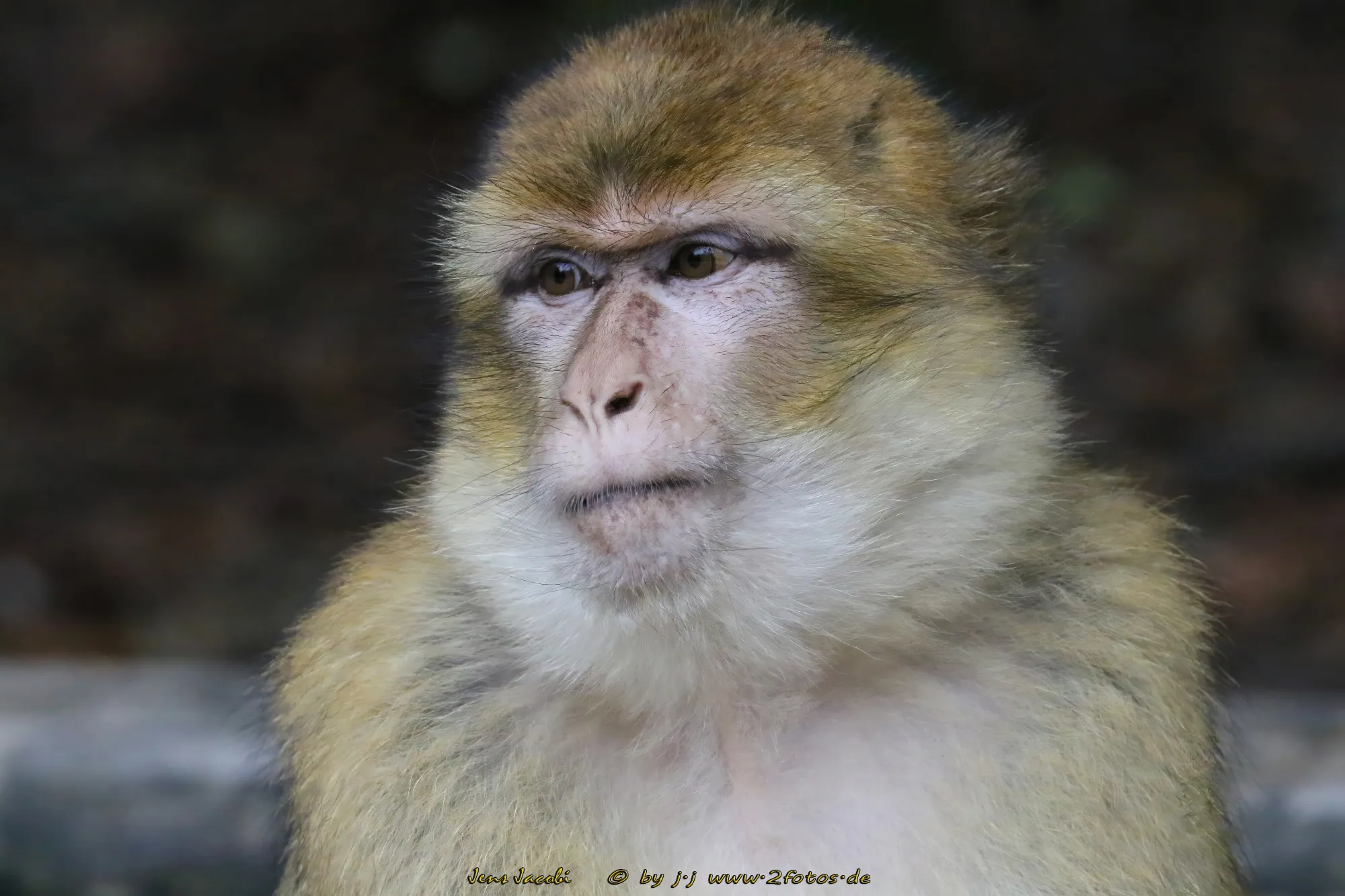 Berberaffe Macaca sylvanus