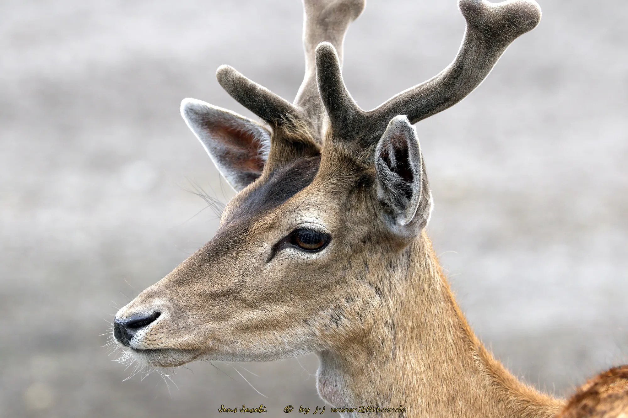 Wapiti Cervus elaphus canadensis Safaripark Hodenhagen
