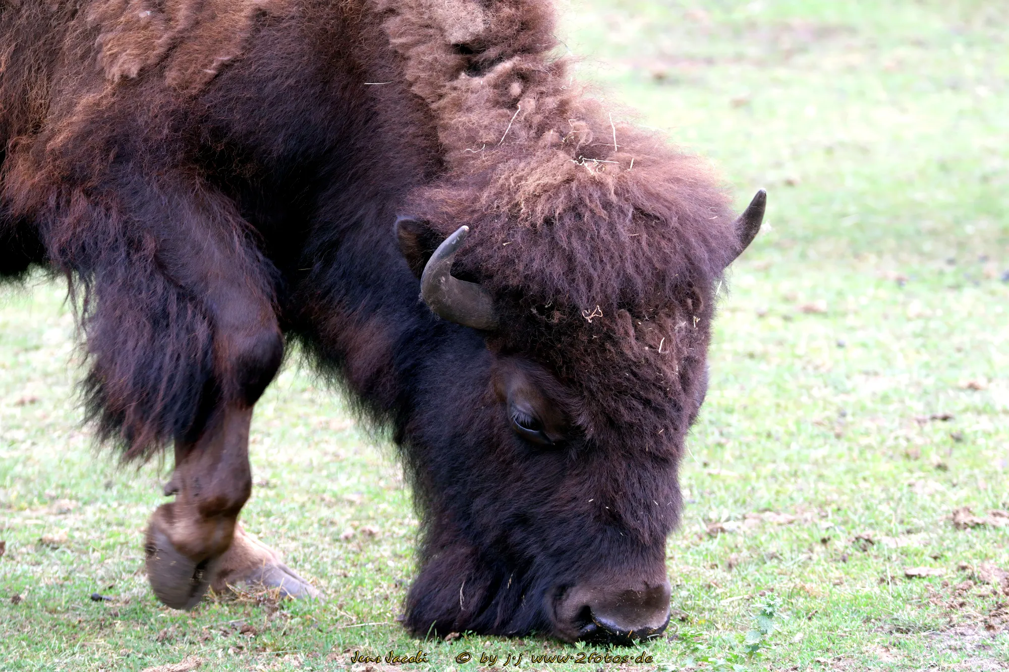 Bison Bison bison Safaripark Hodenhagen