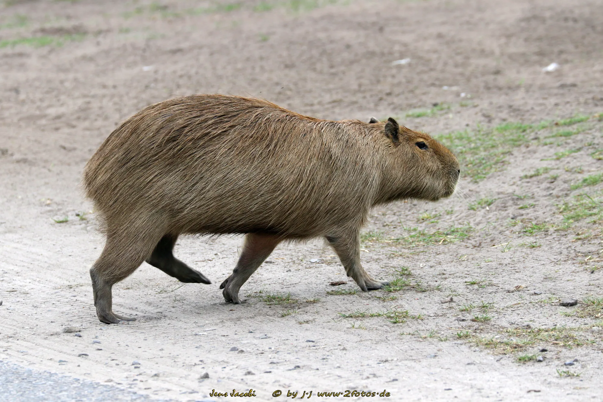 Wasserschwein Hydrochoerus hydrochaeris Safaripark Hodenhagen