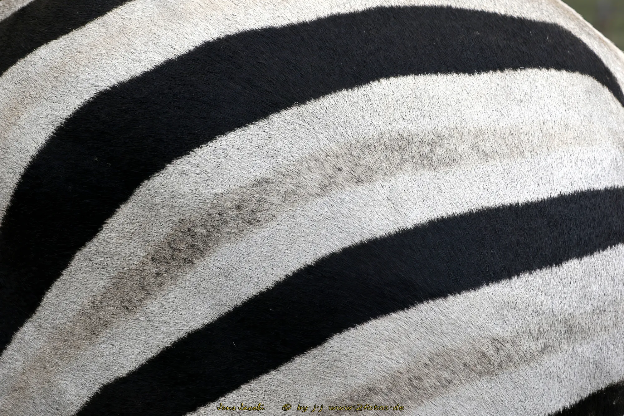 Steppenzebra Equus quagga chapmani -