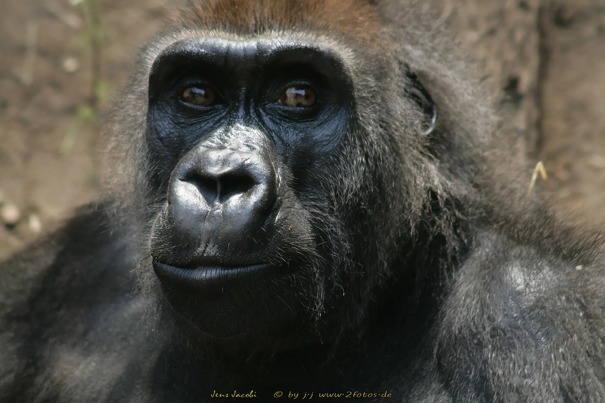 Westlicher Flachlandgorilla Gorilla gorilla gorilla