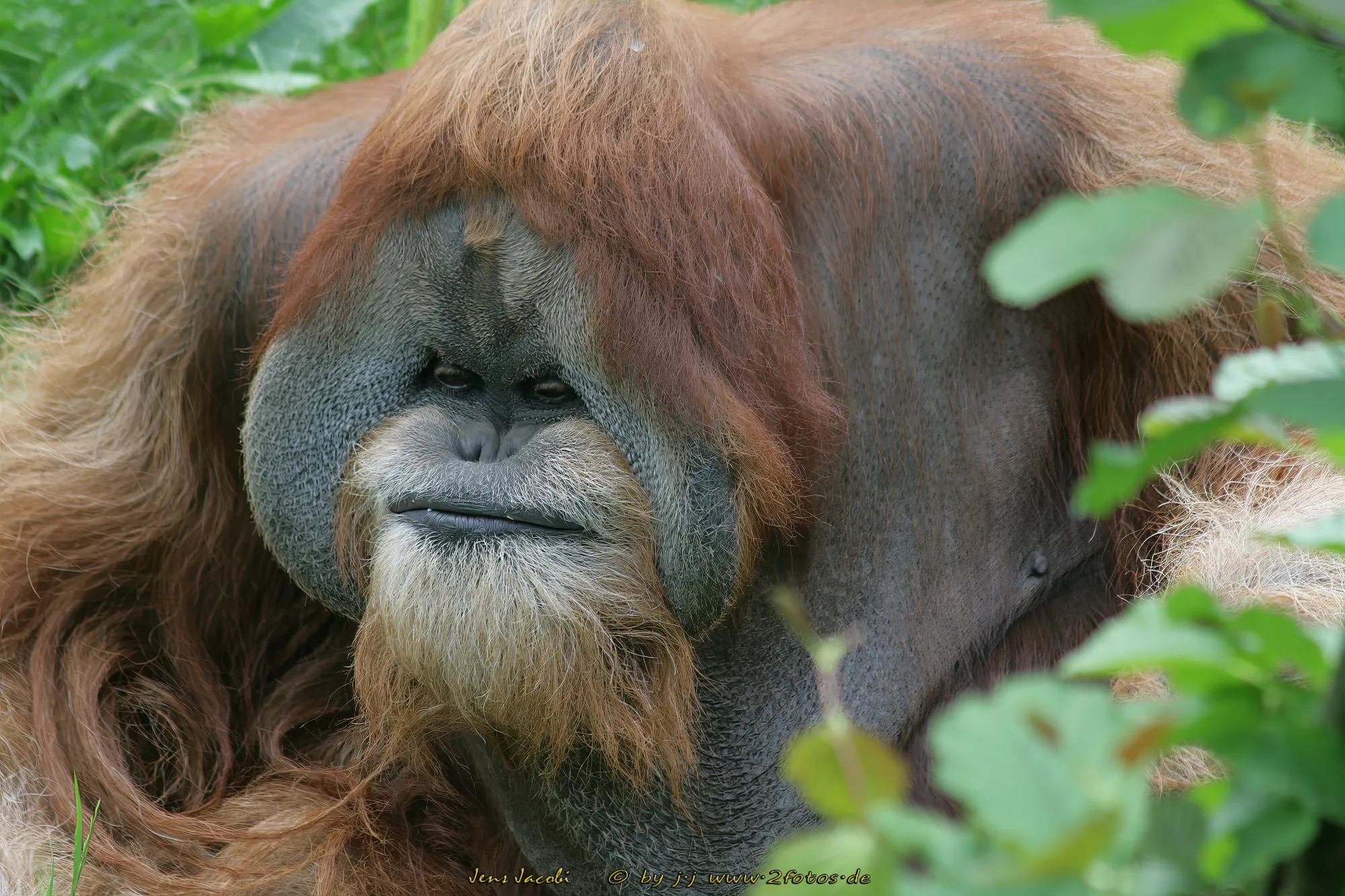 Sumatra-Orang-Utan Pongo abelii
