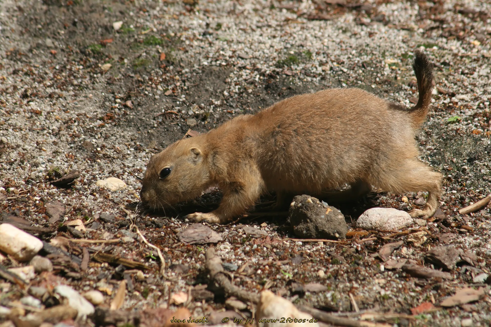 Präriehund Cynomys spec.