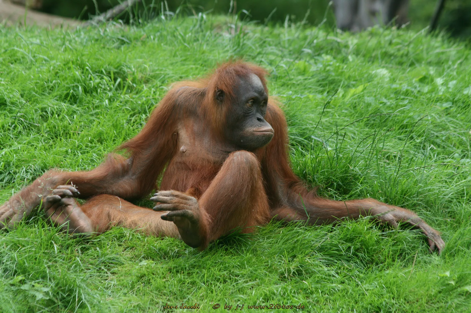 Sumatra-Orang-Utan Pongo abelii