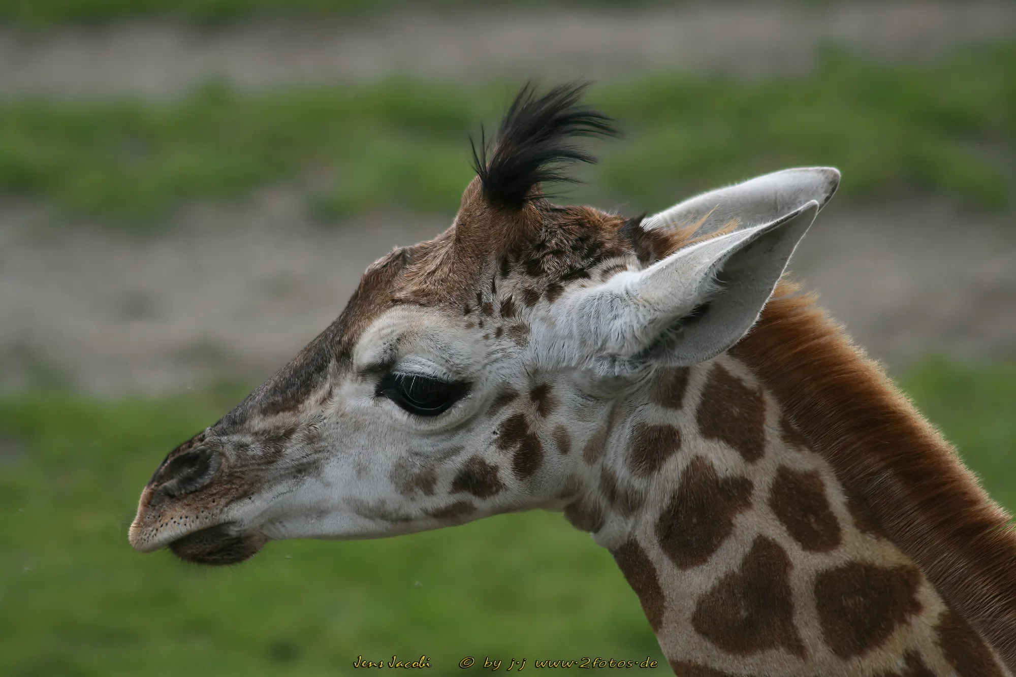 Giraffe Giraffa camelopardalis
