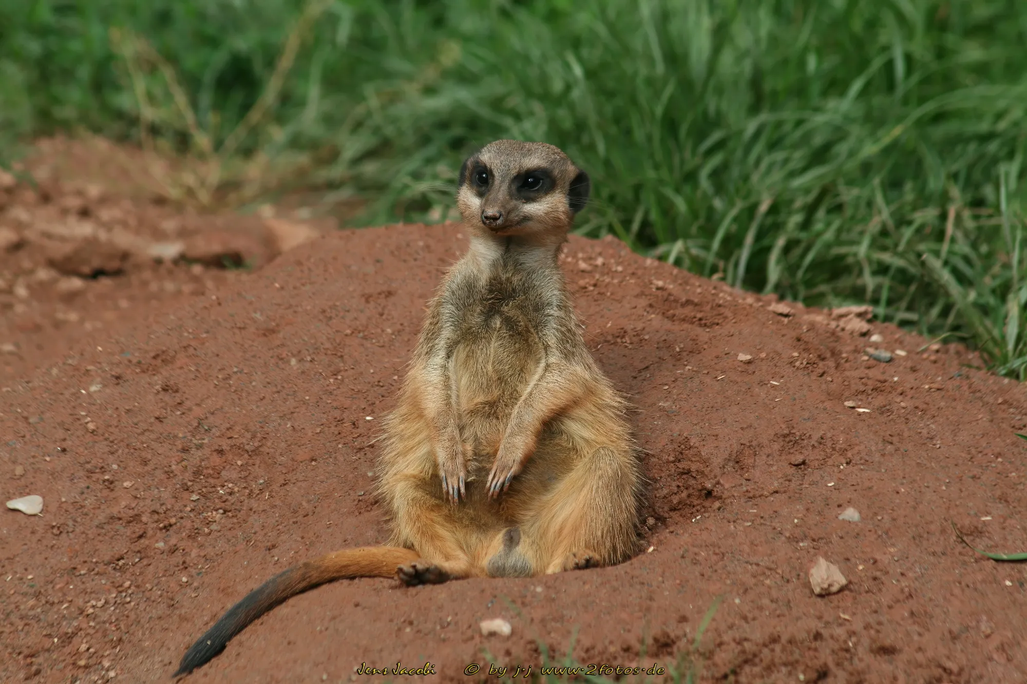 Erdmännchen 