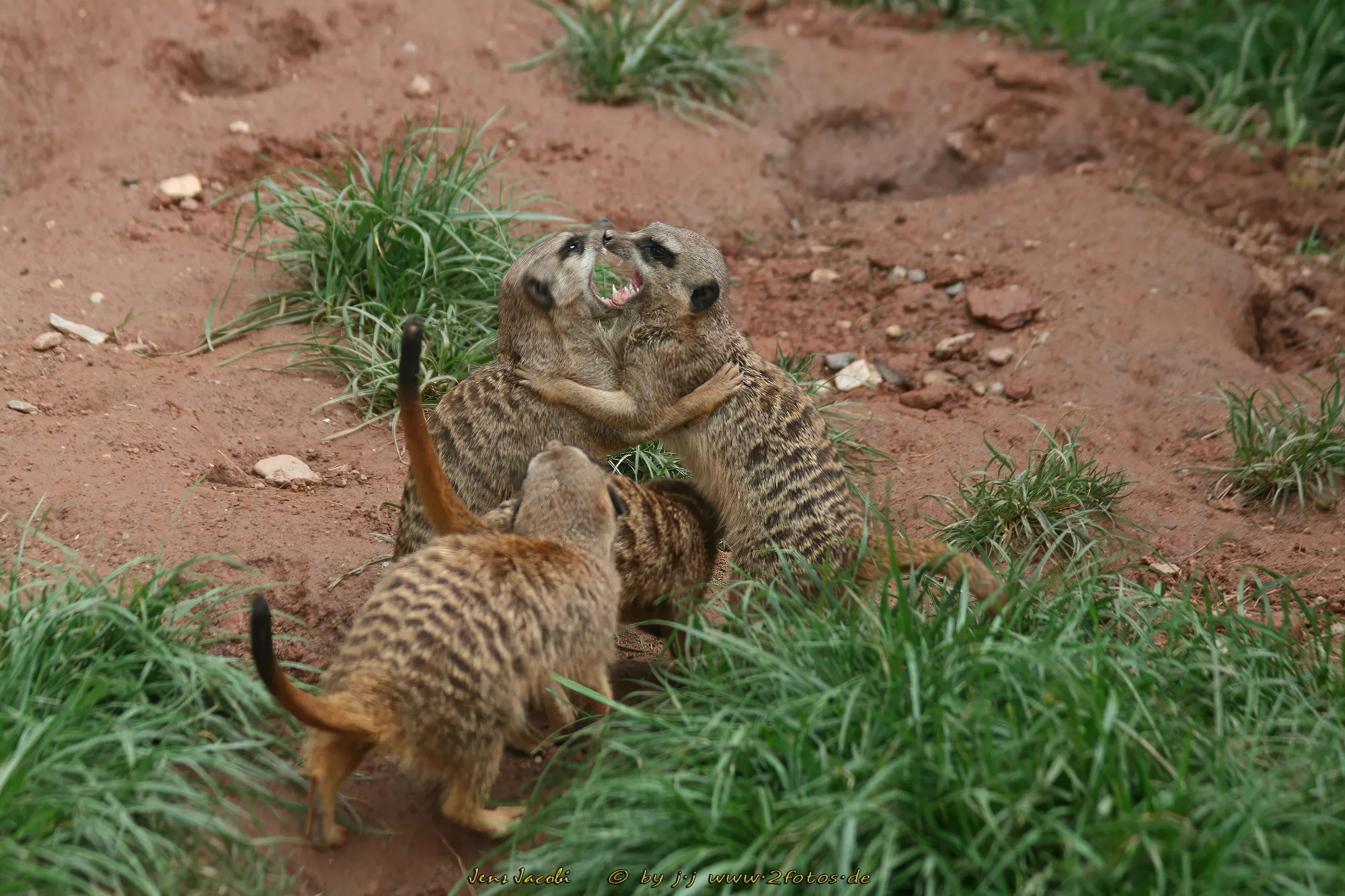 Erdmänchen Suricata suricatta