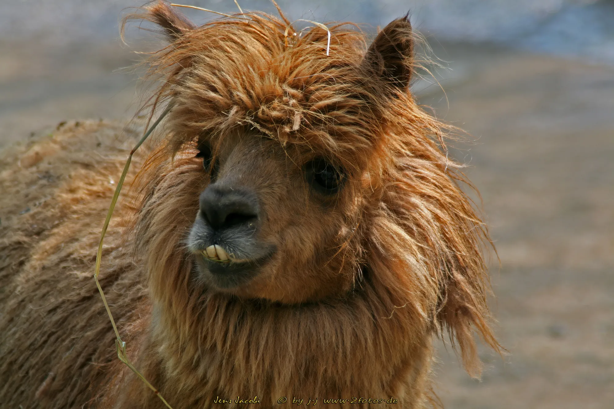 Alpaka 