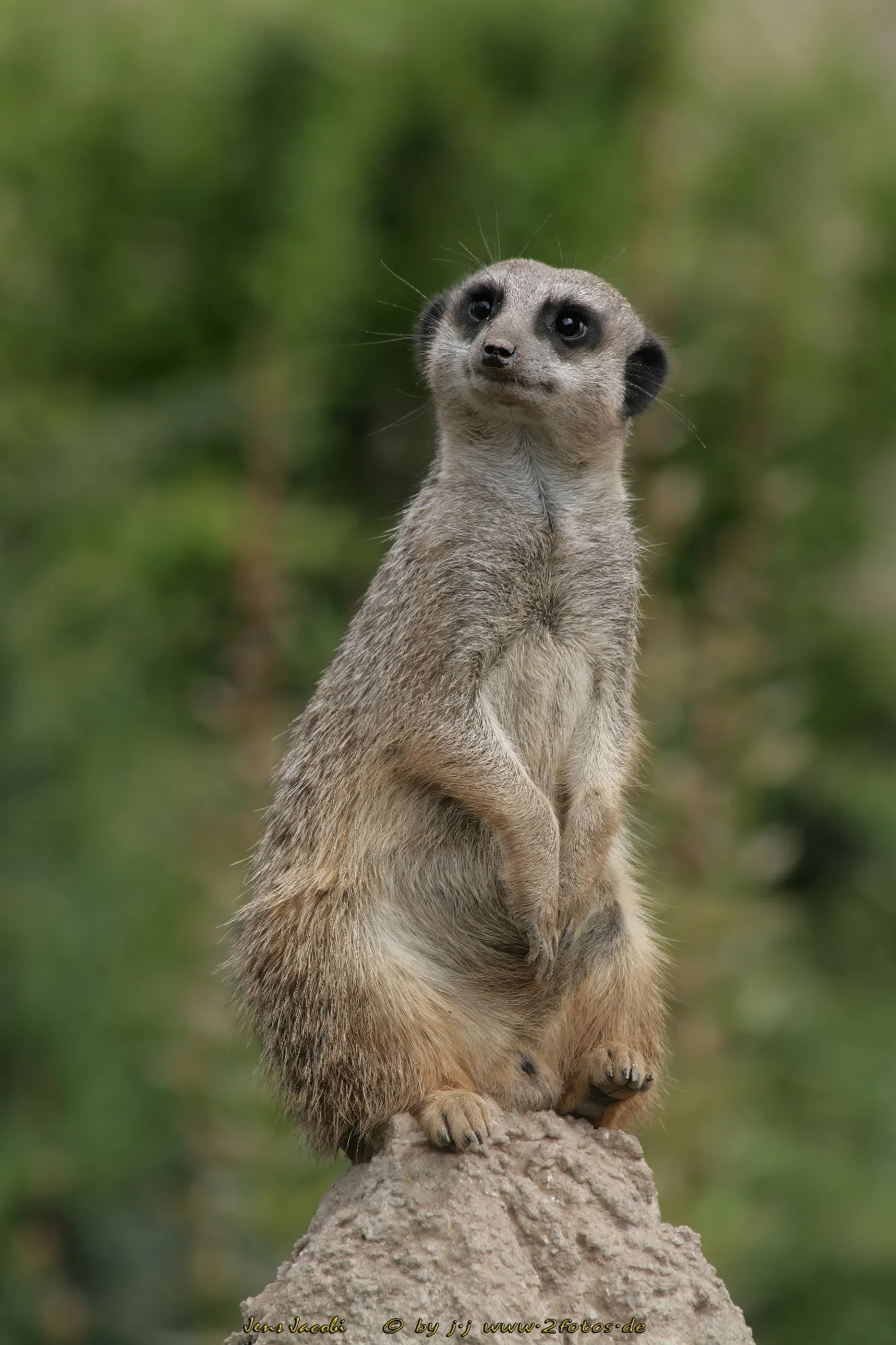 Erdmänchen Suricata suricatta