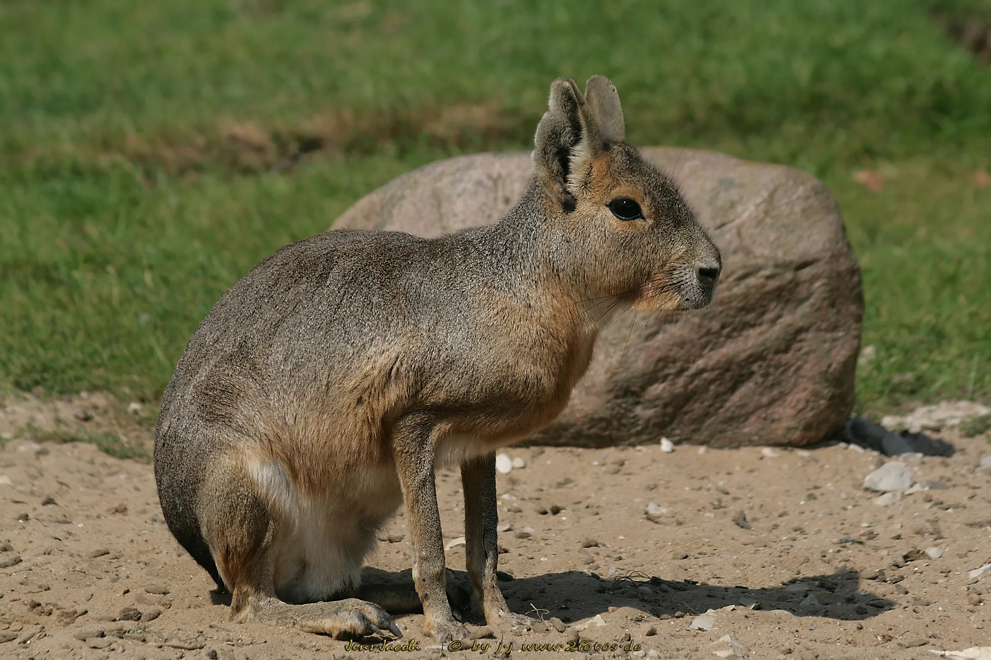 Marara 