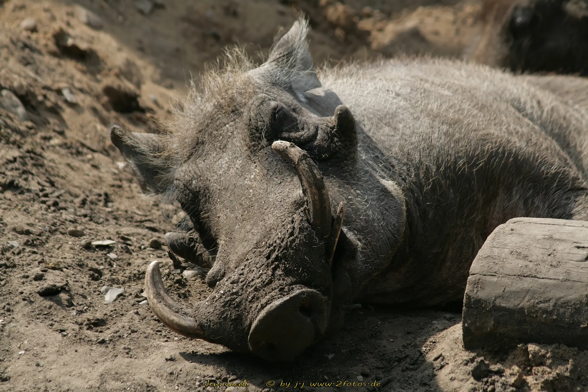 Warzenschwein 