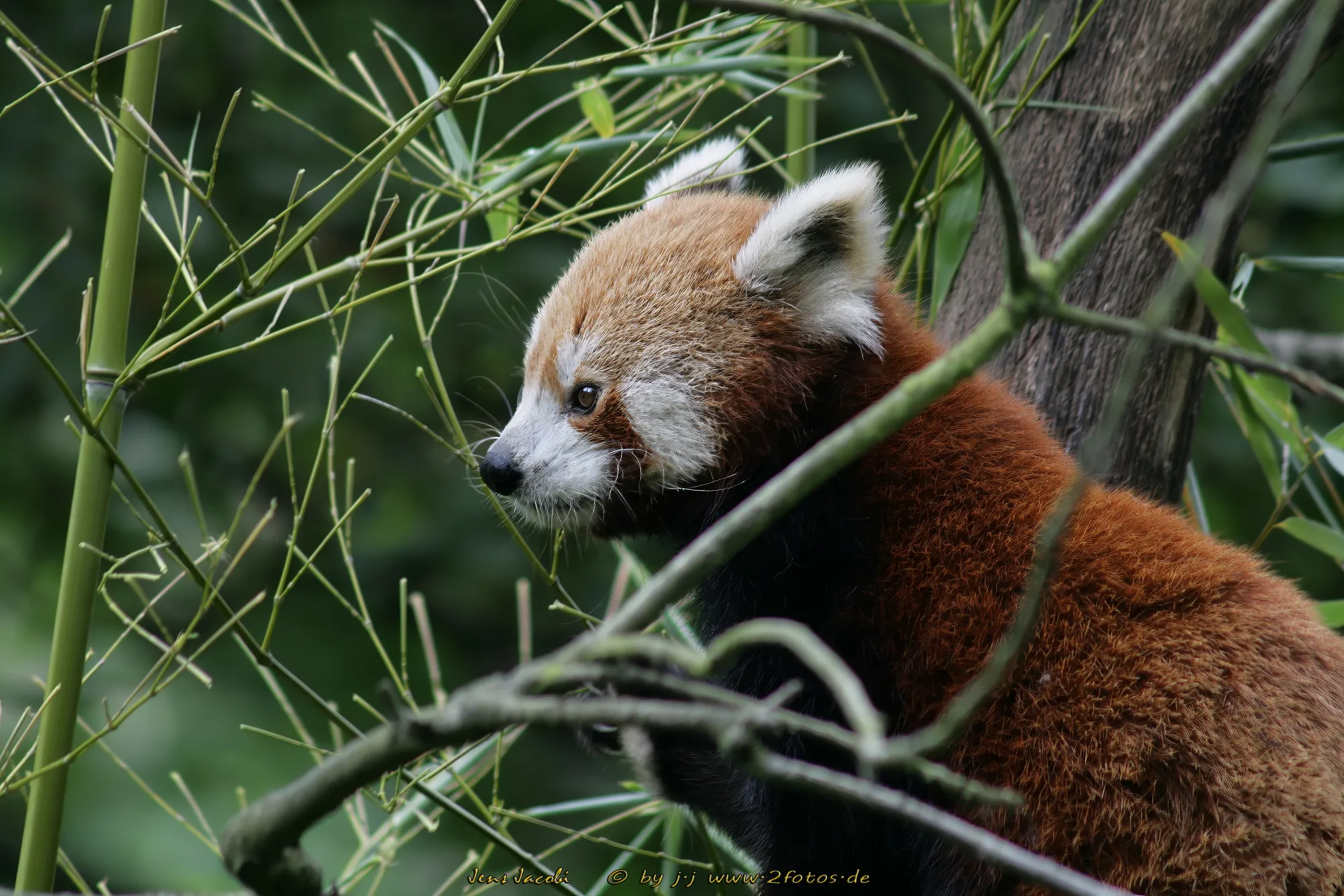 Kleiner Panda Ailurus fulgens