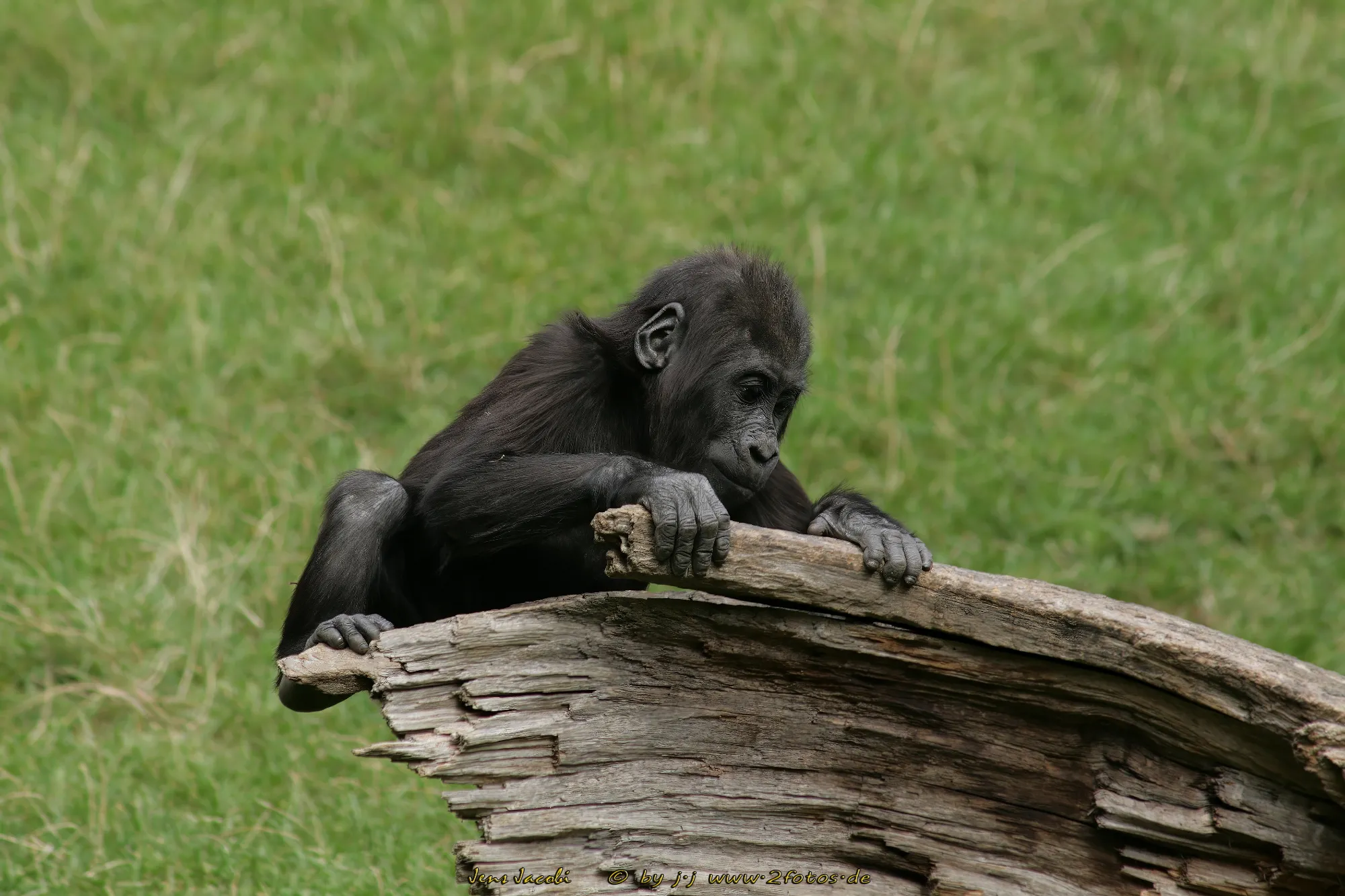 Westlicher Flachlandgorilla 