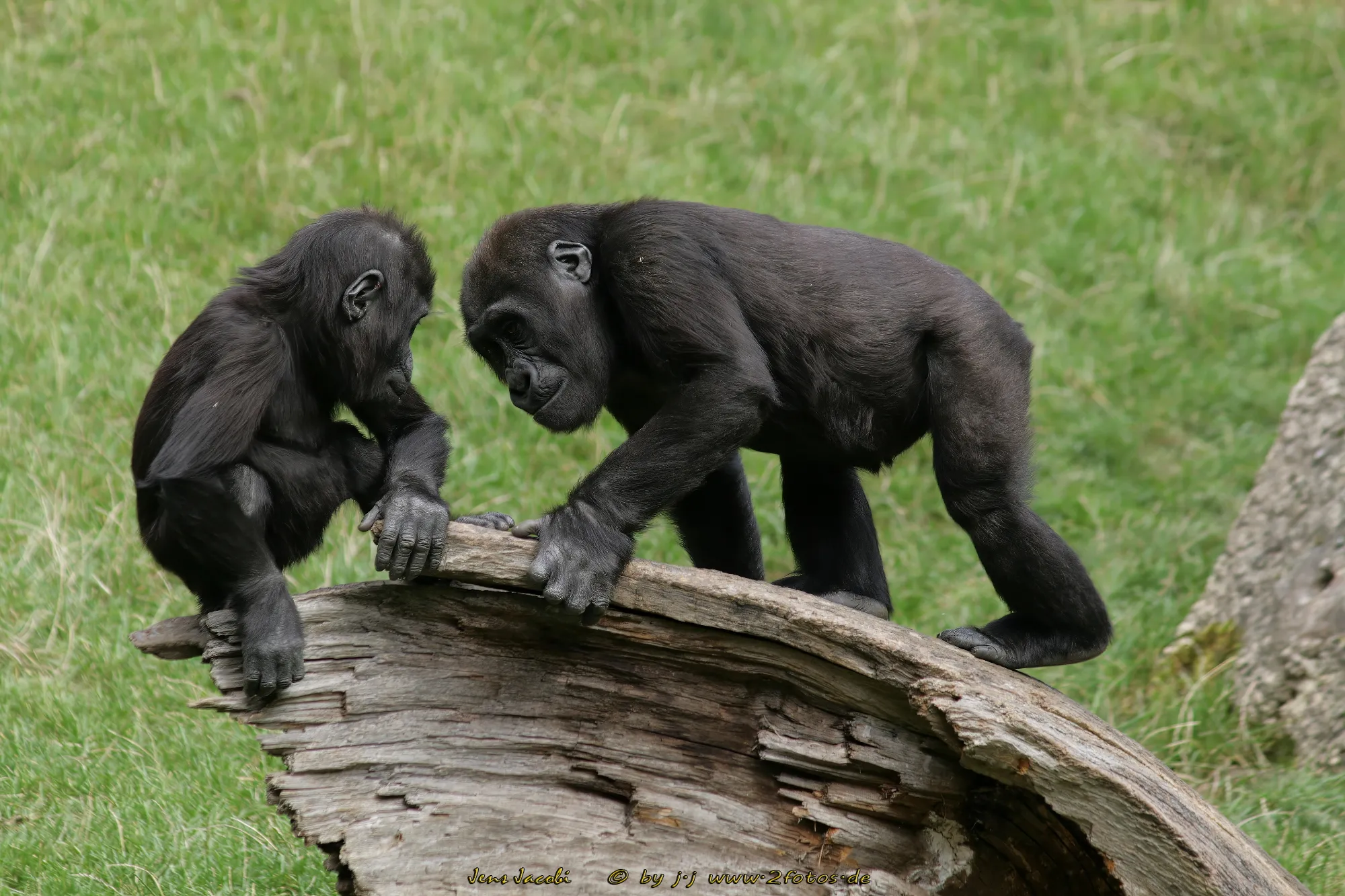 Westlicher Flachlandgorilla Gorilla gorilla gorilla