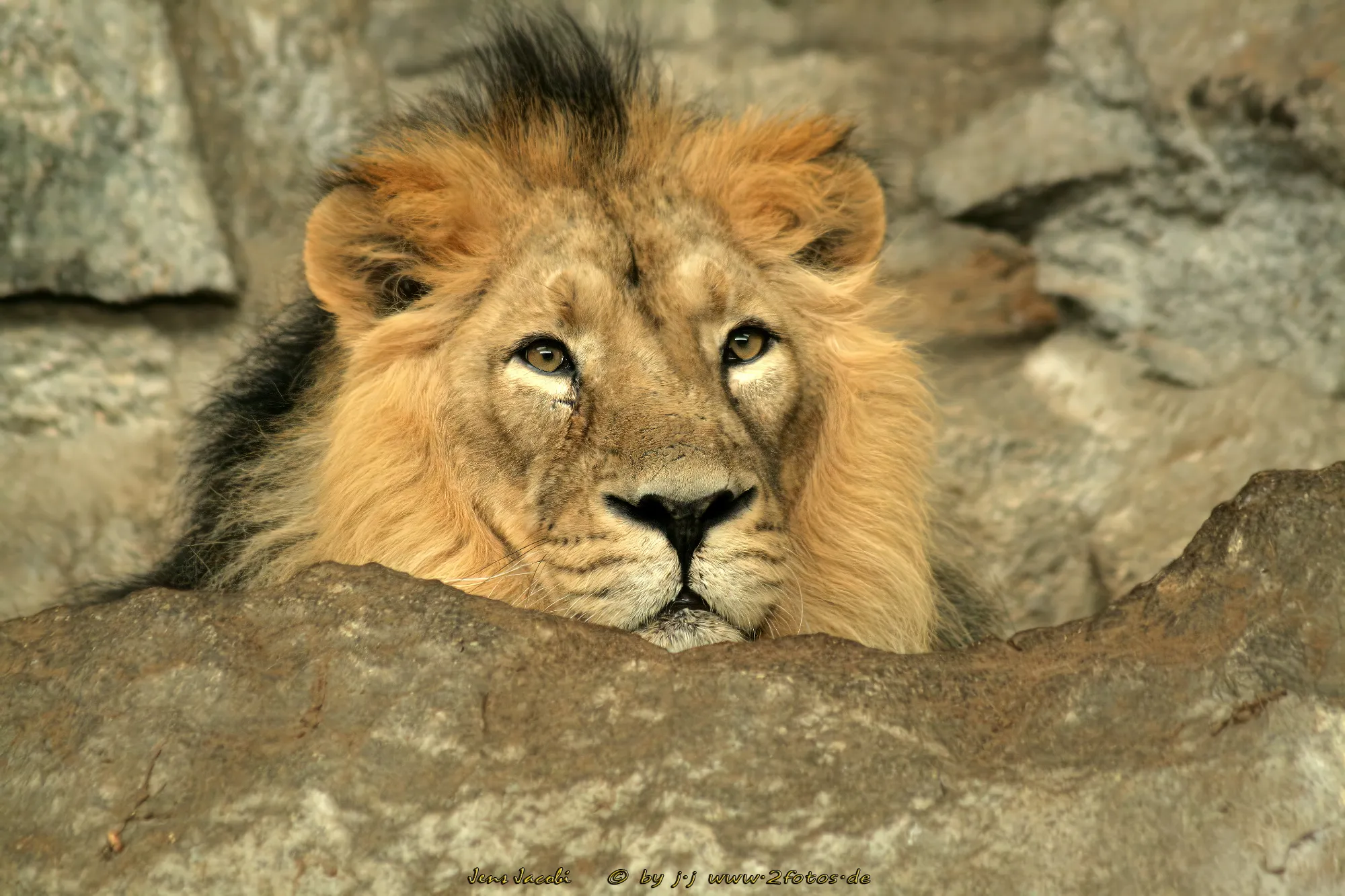 Löwe Panthera leo
