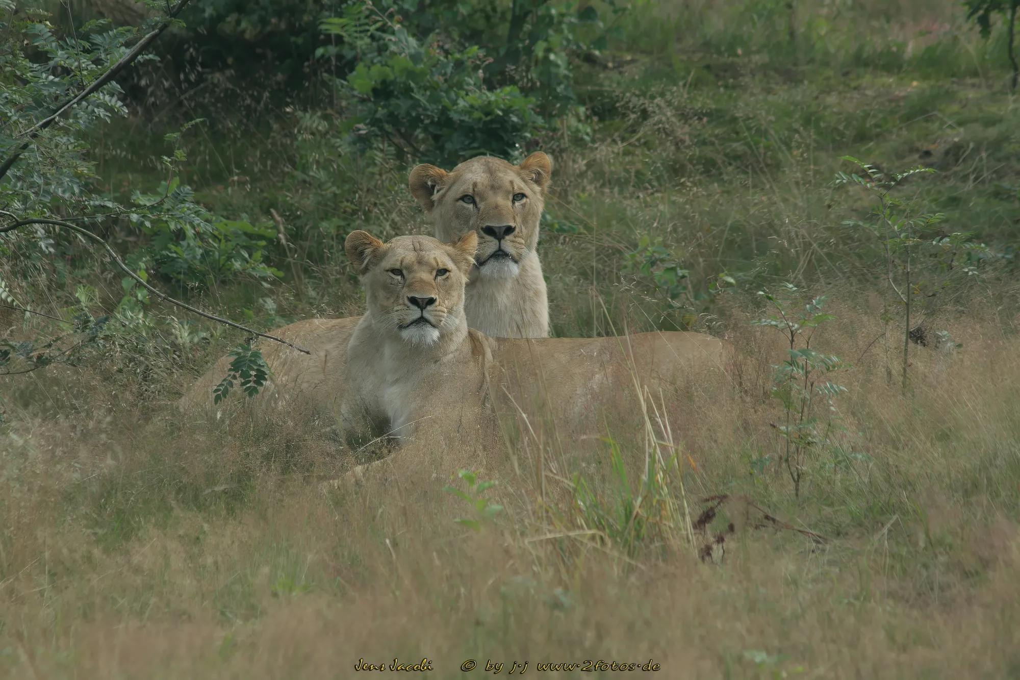 Löwe ♀ Panthera leo