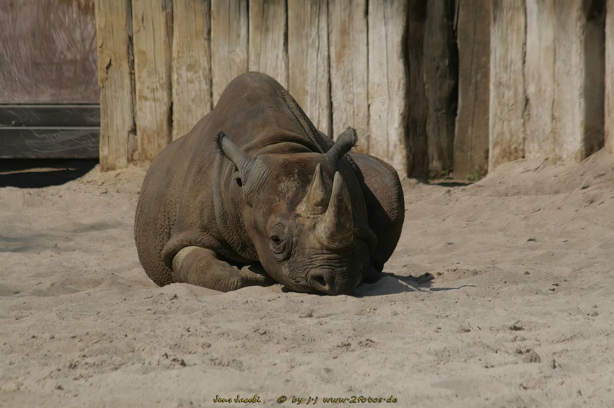 Ostafrikanisches Spitzmaulnashorn 