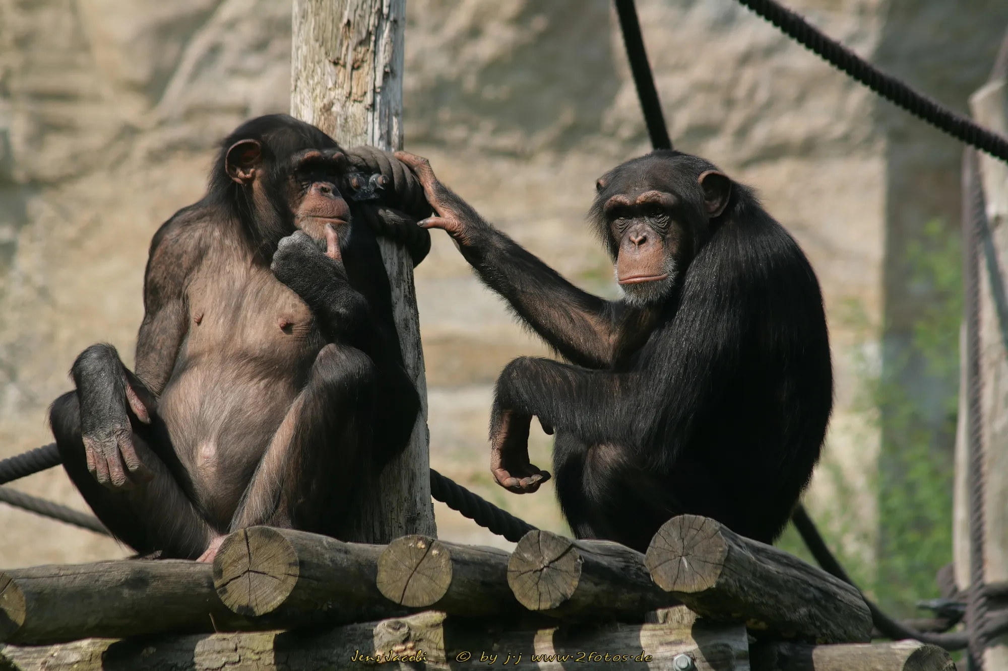 Westafrikanischer Schimpanse Pan troglodytes verus