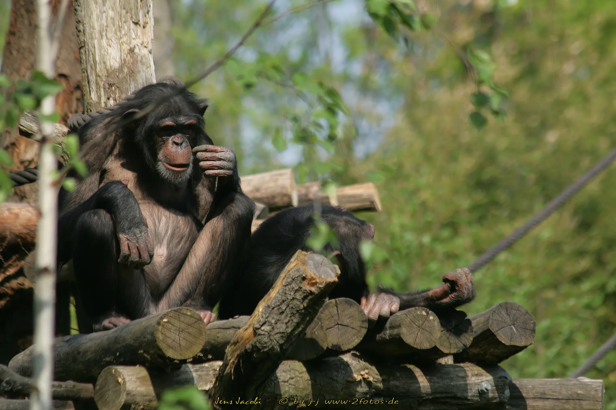 Westafrikanischer Schimpanse Pan troglodytes verus