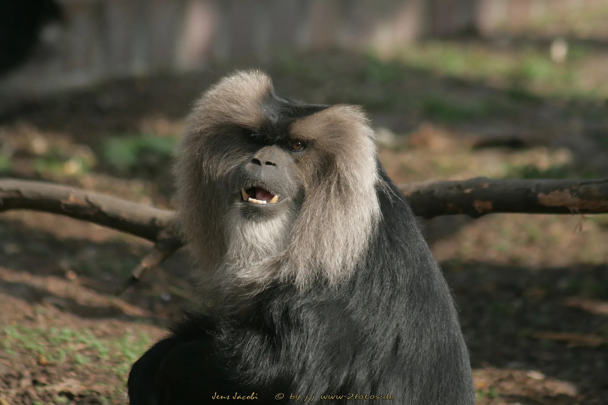 Bartaffe Macaca silenus