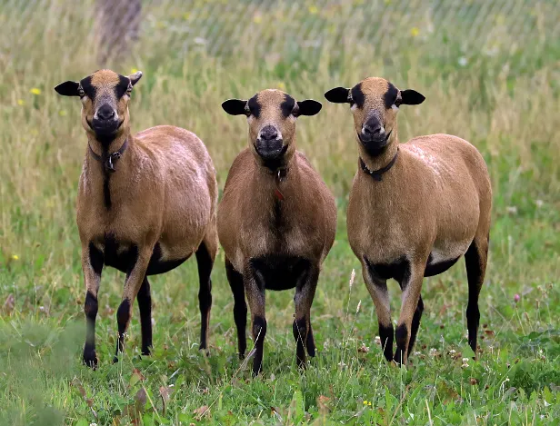 3 Damen Kamerunschhafe