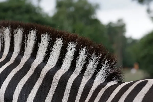 Steppenzebra Safaripark Hodenhagen