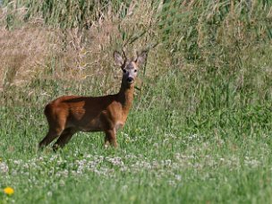 Rehe