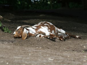 Zoo und Haustiere