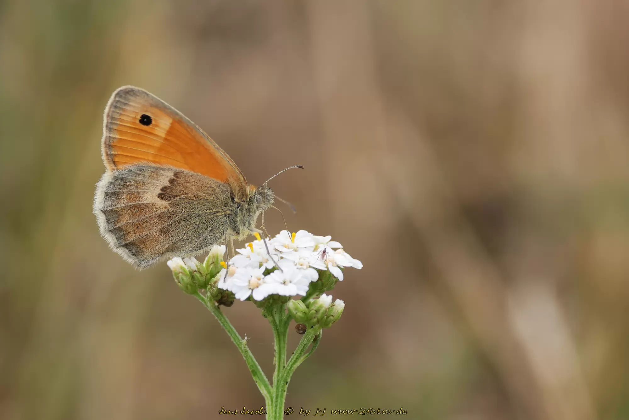 Kleines Wiesenvögelchen Coenonympha pamphilus