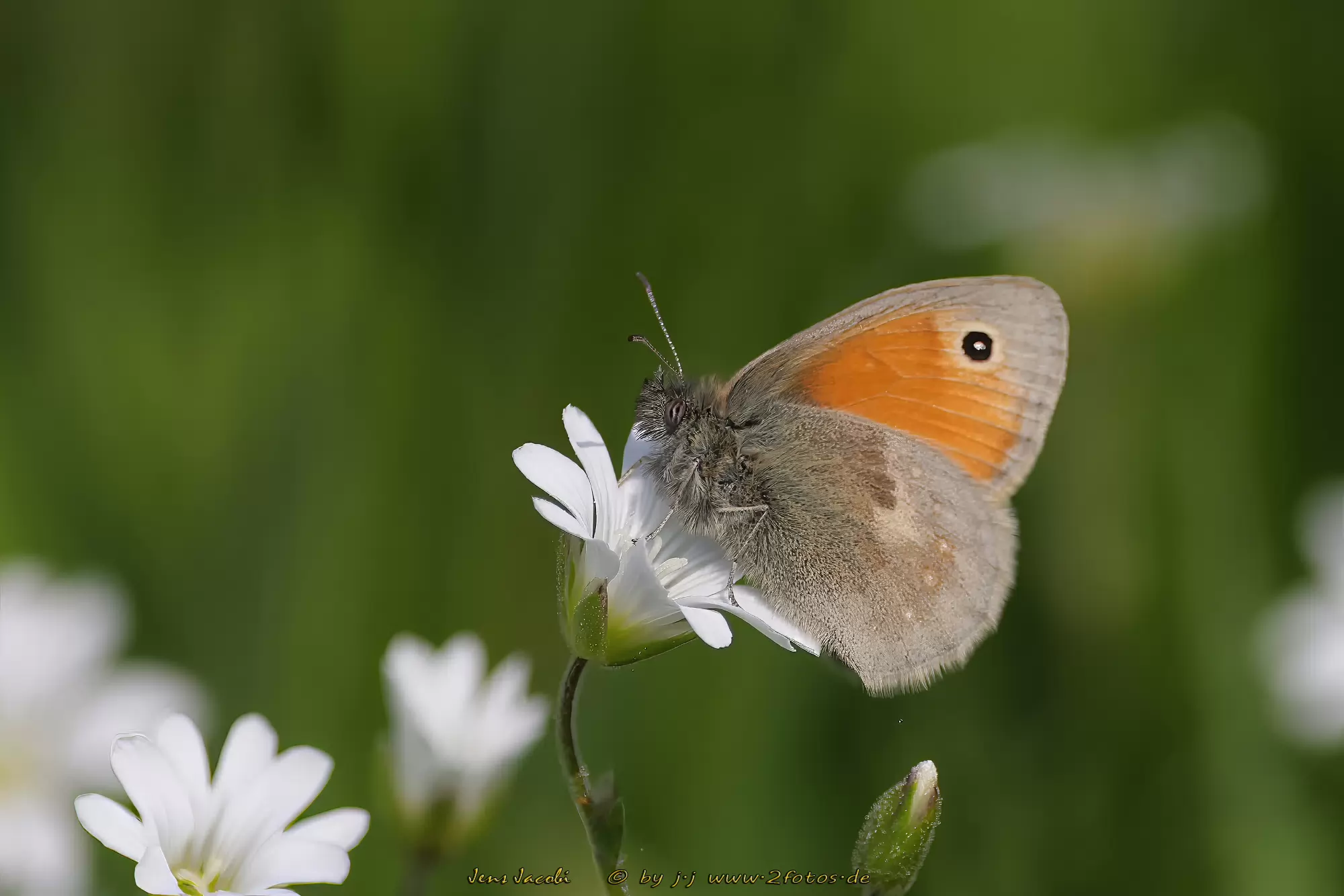 Kleines Wiesenvögelchen Coenonympha pamphilus