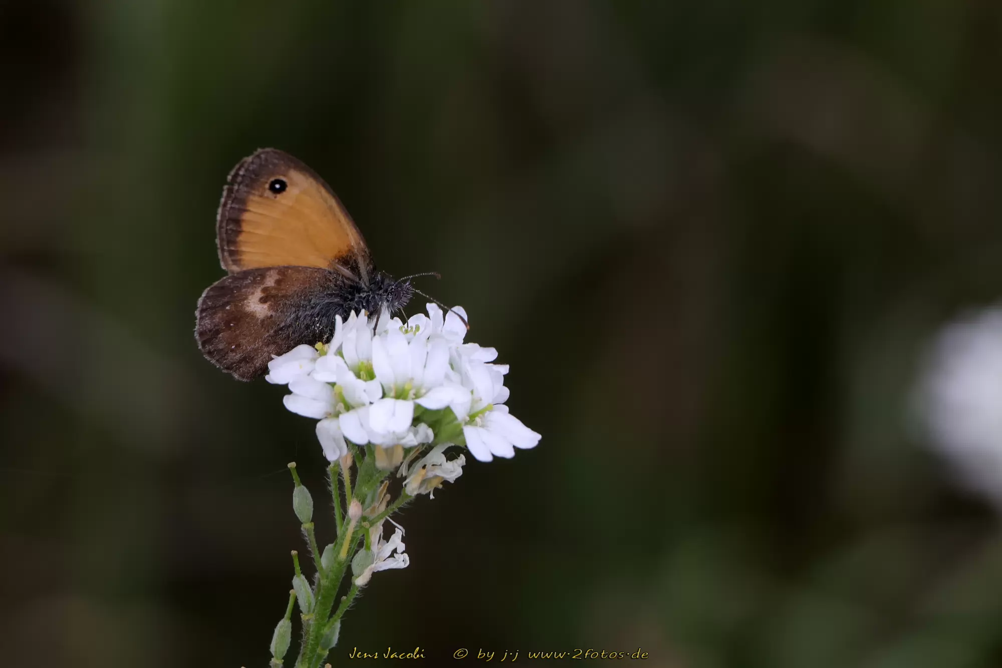 Kleines Wiesenvögelchen Coenonympha pamphilus