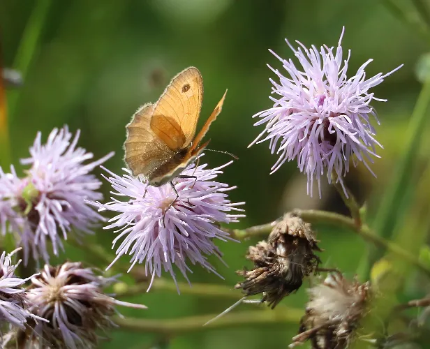 kleines Wisenvögelchen Coenonympha pamphilus