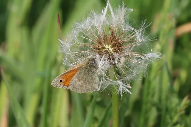Kleine Wiesenvögelchen Coenonympha pamphilus