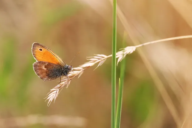 Kleine Wiesenvögelchen Coenonympha pamphilus