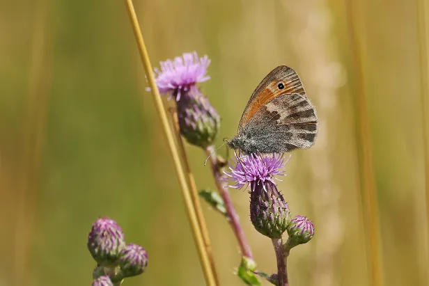 Kleiner Heufalter Coenonympha pamphilus