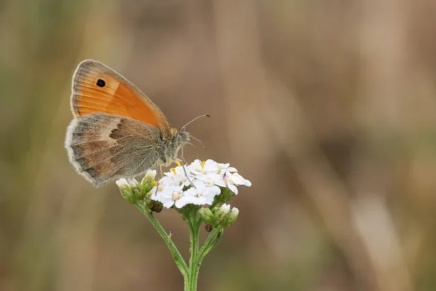 Kleines Wiesenvögelchen Coenonympha pamphilus