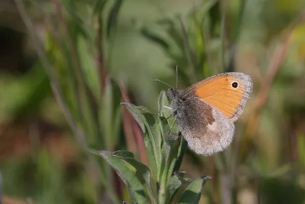 Kleines Wiesenvögelchen Coenonympha pamphilus