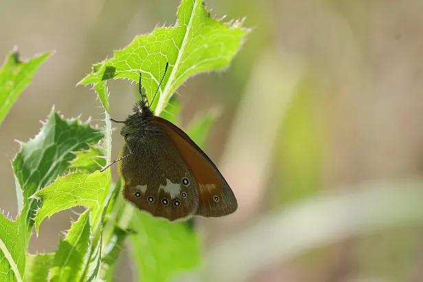 Rotbraunes Wiesenvögelchen Coenonympha glycerion
