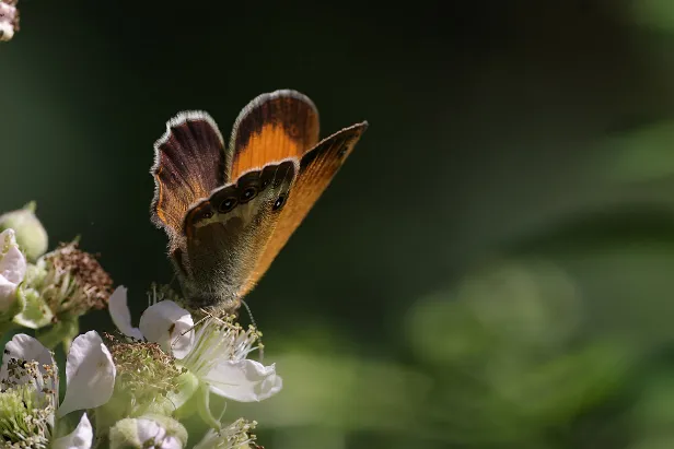 Weißbindiges Wiesenvögelchen Coenonympha arcania
