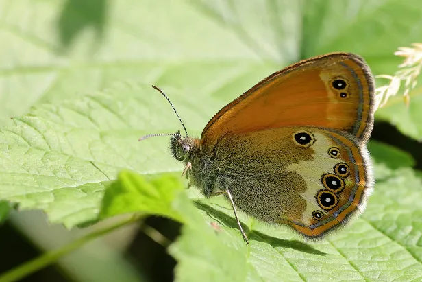 Augenfalter -Coenonymphini (Edelfalter)