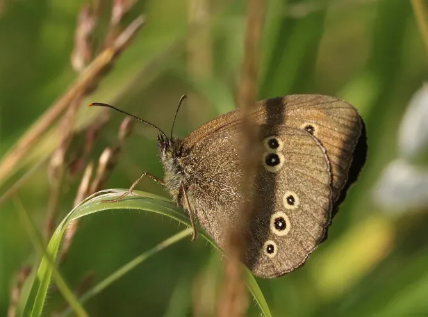 Schornsteinfeger Aphantopus hyperantus