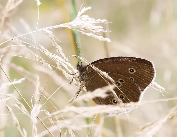 Schornsteinfeger Aphantopus hyperantus