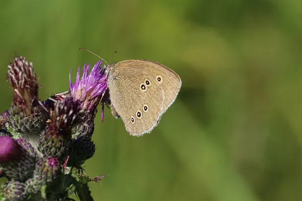 Brauner Waldvogel od. Schornsteinfeger Aphantopus hyperantus