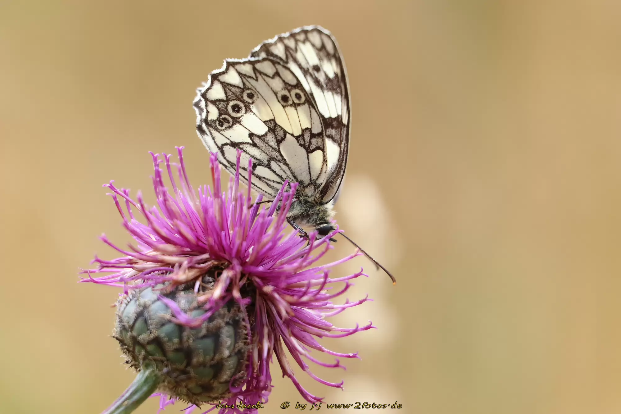 Schachbrett Melanargia galathea