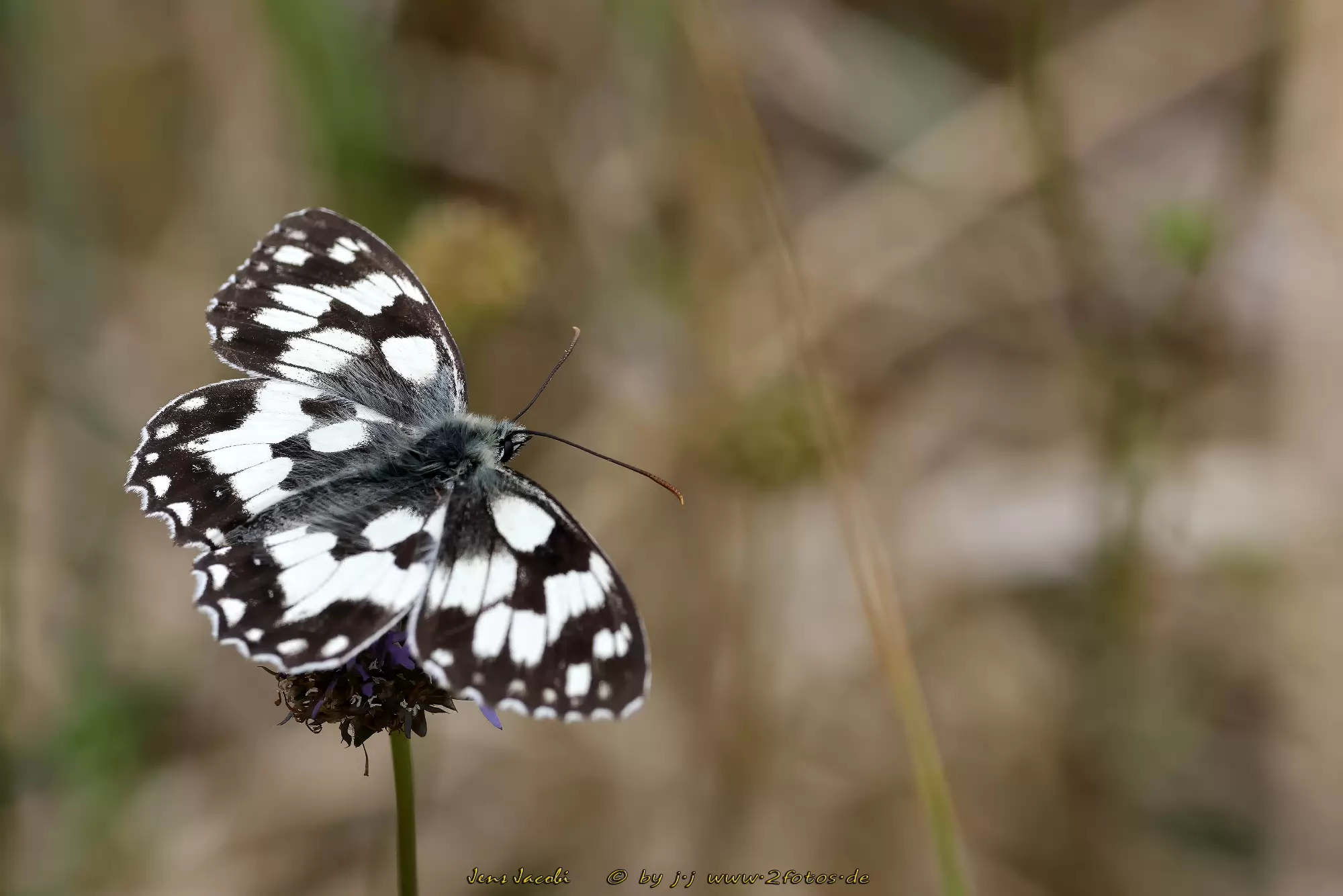Schachbrett Melanargia galathea galathea f. galene