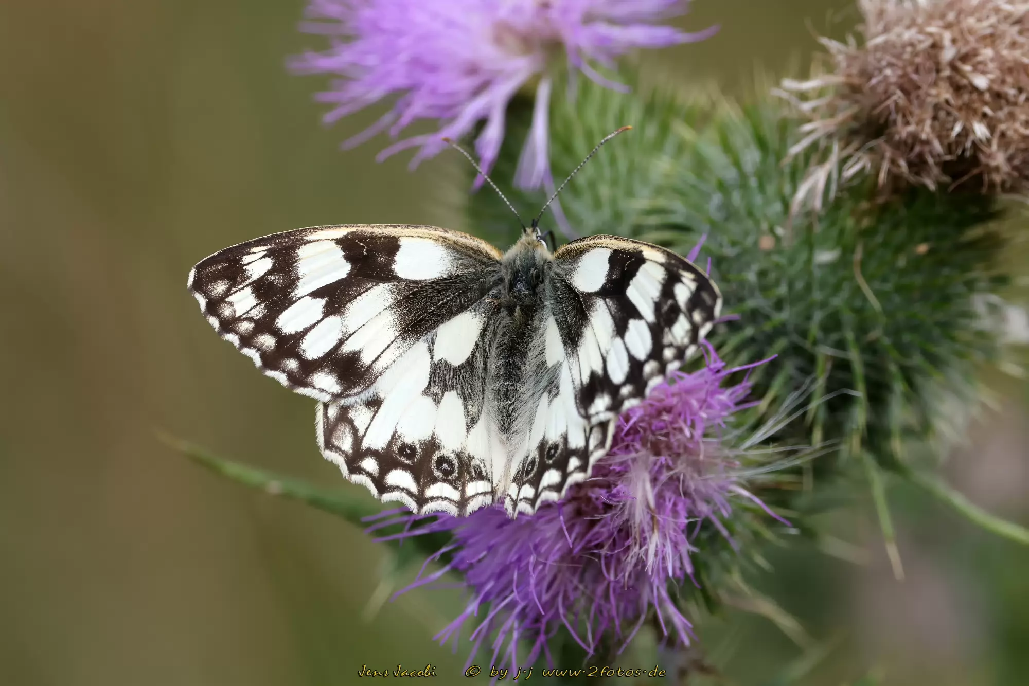 Schachbrettfalter 