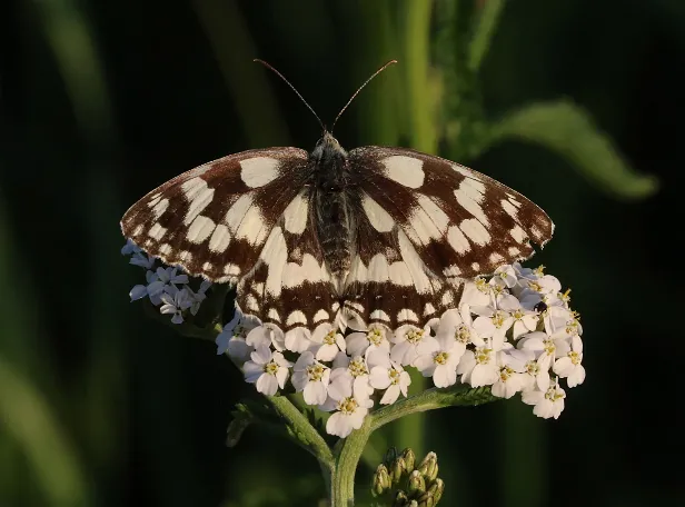Schachbrett Melanargia galathea
