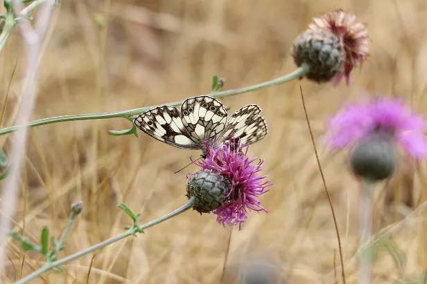Schachbrett Melanargia galathea
