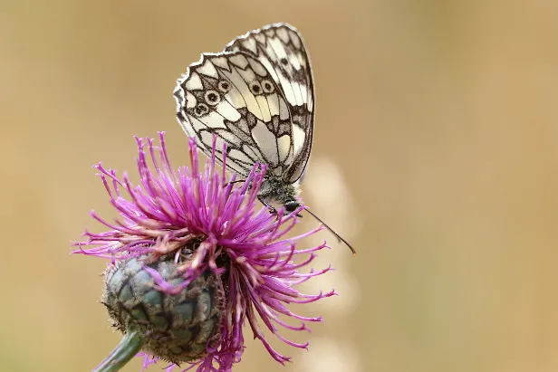 Schachbrett Melanargia galathea